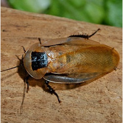 cockroach species Blaberus discoidalis