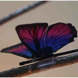 A robotic butterfly built from the new material developed at the Korea Advanced Institute of Science and Technology.