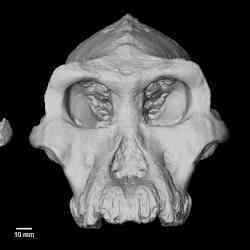 Full three-dimensional reconstruction of fossil MRD-VP-1/1, found in the Afar region of Ethiopia.