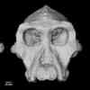 3.8-Million-Year-Old Fossil Cranium Unveils More About Human Ancestry