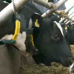 Dairy cattle wearing 5G smart collars.