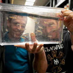 Harvard University researchers Martin Haesemeyer (left) and Florian Engert observe zebrafish..