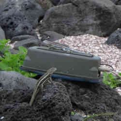 A real lizard encounters a life-like robot in the natural habitat of the Galapagos Islands.