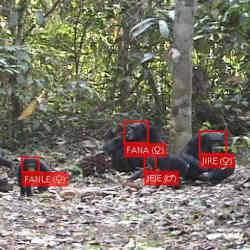 Chimpanzees in the wild identified by the facial recognition program.
