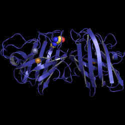 A model of the protein copper-zinc superoxide dismutase, with the toxin ?-Methylamino-L-alanine incorporated into its structure. 