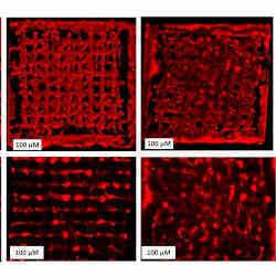 Cells spreading in a three-dimensional scaffold. Left photos were taken three weeks after printing, right photos after five weeks; top row is a single layer, bottom row is three-dimensional. 3D setup, bottom: one layer only. 