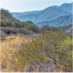 sun-dried brush in Southern California mountains