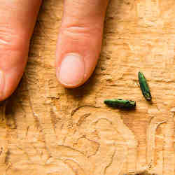 Specimens of emerald ash borers, which feed on ash trees.