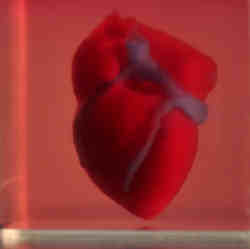 A three-dimensionally-printed heart made from human tissue, with blood vessels, ventricles, and chambers.