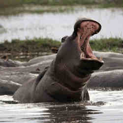 A drone is an effective tool for conservationists in Africa to monitor the hippo population from a safe distance.