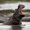 Spying on Hippos with Drones to Help Conservation