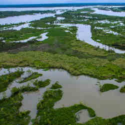 Wetlands off Baton Rouge, LA.