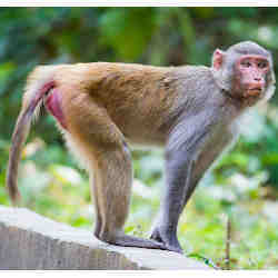 A rhesus macaque monkey