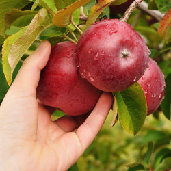 hand picking an apple from a tree