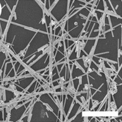 SEM image of nanowire interconnectivity