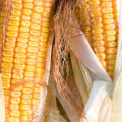 Corn.