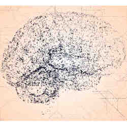 A drawing of the human brain.