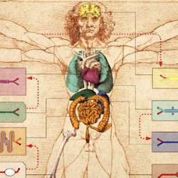 The Wyss Institute human body-on-chip system is layered on top of the Leonardo da Vinci ink drawing of the Vitruvian Man, representing ideal human body proportions. 