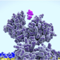 protein model about to bind to a receptor