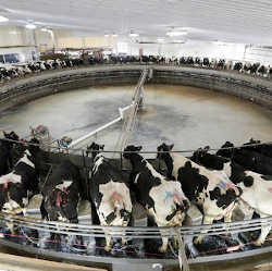 Cows being milked on a large carousel at the Rosendale Dairy in Pickett, WI.