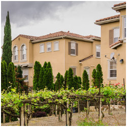 San Jose residential neighborhood with vineyard