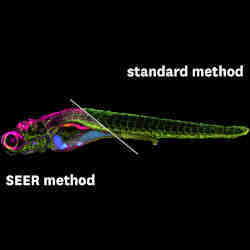 Comparing the SEER imaging technique with the standard method. 