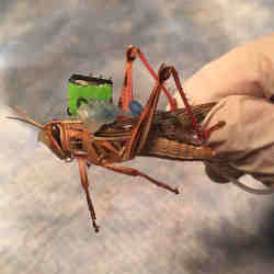 A cyborg grasshopper.