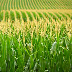 A field of corn.