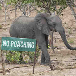 A 'no poaching' sign at a wildlife preserve.