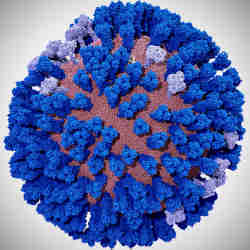 A fully intact all-atom model of the influenza A H1N1 2009 (pH1N1) viral envelope, containing over 160 million atoms.