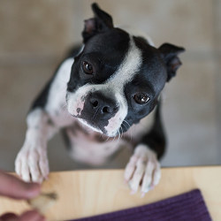 dog begging for a treat