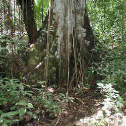 The Smithsonian Tropical Research Institutes Panama site. 