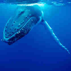A whale.