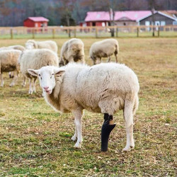 Felix the sheep with a 3D-printed limb