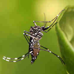 Aedes aegypti, the yellow fever mosquito.