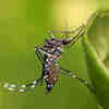 Low-Cost Imaging System Poised to Provide Automatic Mosquito Tracking