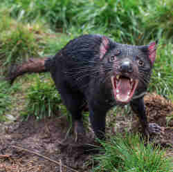 A Tasmanian devil in the wild. 