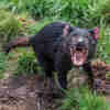 Australian Researchers Tap Cloud to Save the Tasmanian Devil