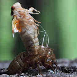 A shedding cicada.