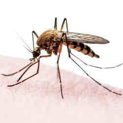 A disease-carrying mosquito.