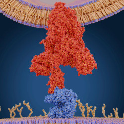 Molecular model of a coronavirus spike protein (red) bound to an angiotensin-converting enzyme 2 (ACE2) receptor (blue) on a human cell.