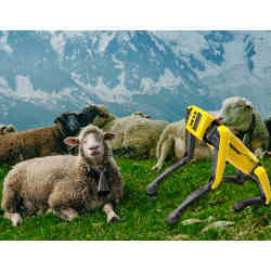 Boston Dynamics' Spot robot takes a break with some sheep.