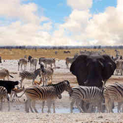 Wild animals in a national park in Namibia.