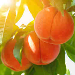 Are these peaches ripe?