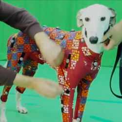 dog in motion capture data collection suit