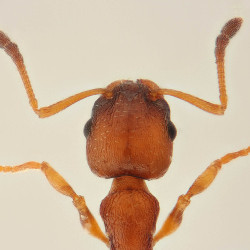 Temnothorax albipennis, a rock ant