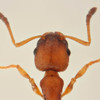 Ants Inspire Researchers' Approach to Mathematical Sampling