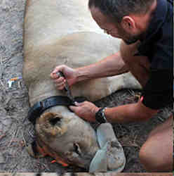 Fitting a lion with a next-generation low-power LoRaWAN-based GPS collar.