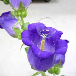 Pollinating a flower with a soap bubble.