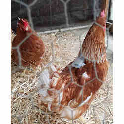 A chicken wearing a backpack containing an insect detection system.